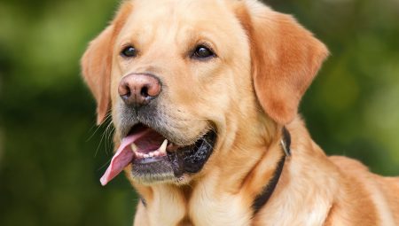 Köpeğinizi gezdirirken keneye karşı önlem alın!